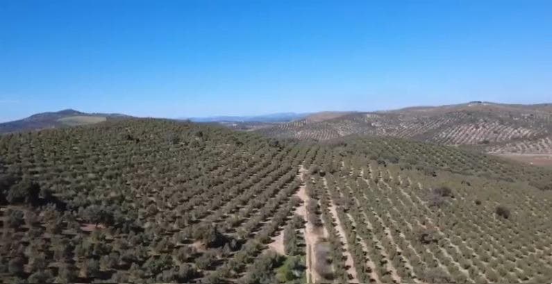 OPORTUNIDAD DE INVERSIÓN AGRARIA – ANTEQUERA (MÁLAGA)