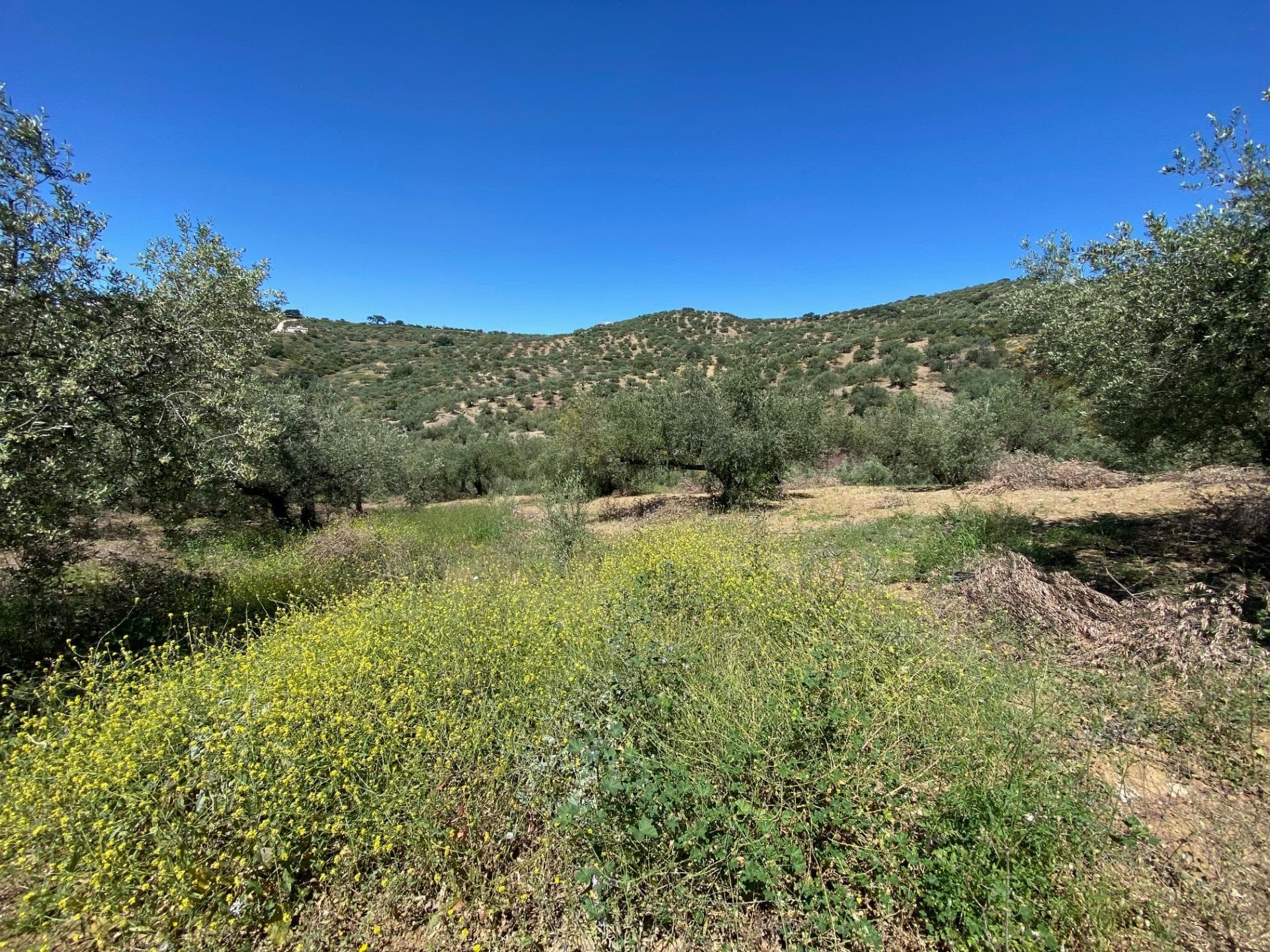 2 PARCELAS PARA 2 CASITAS